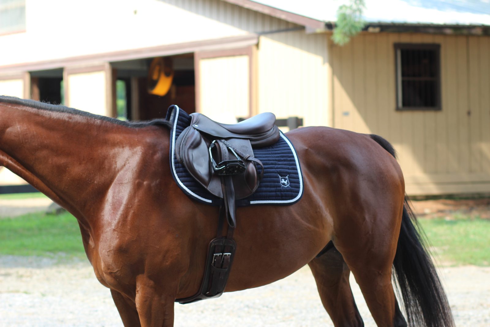 Brave Horse equine apparel gallery image