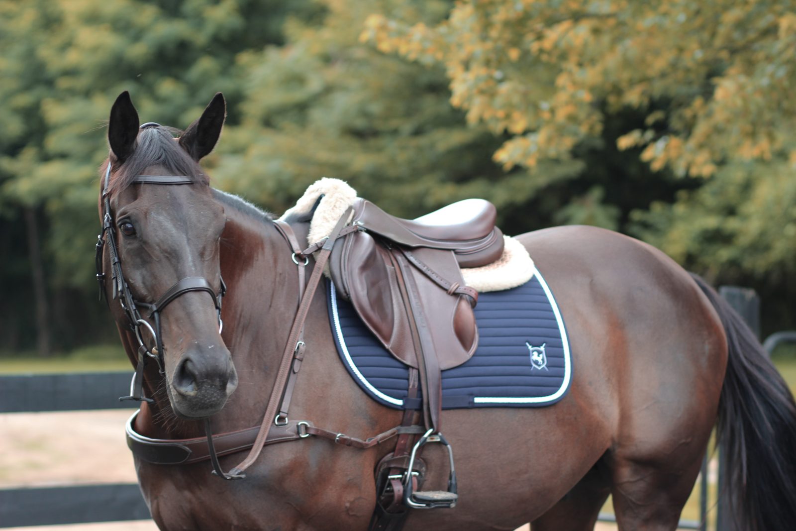 Brave Horse equine apparel gallery image