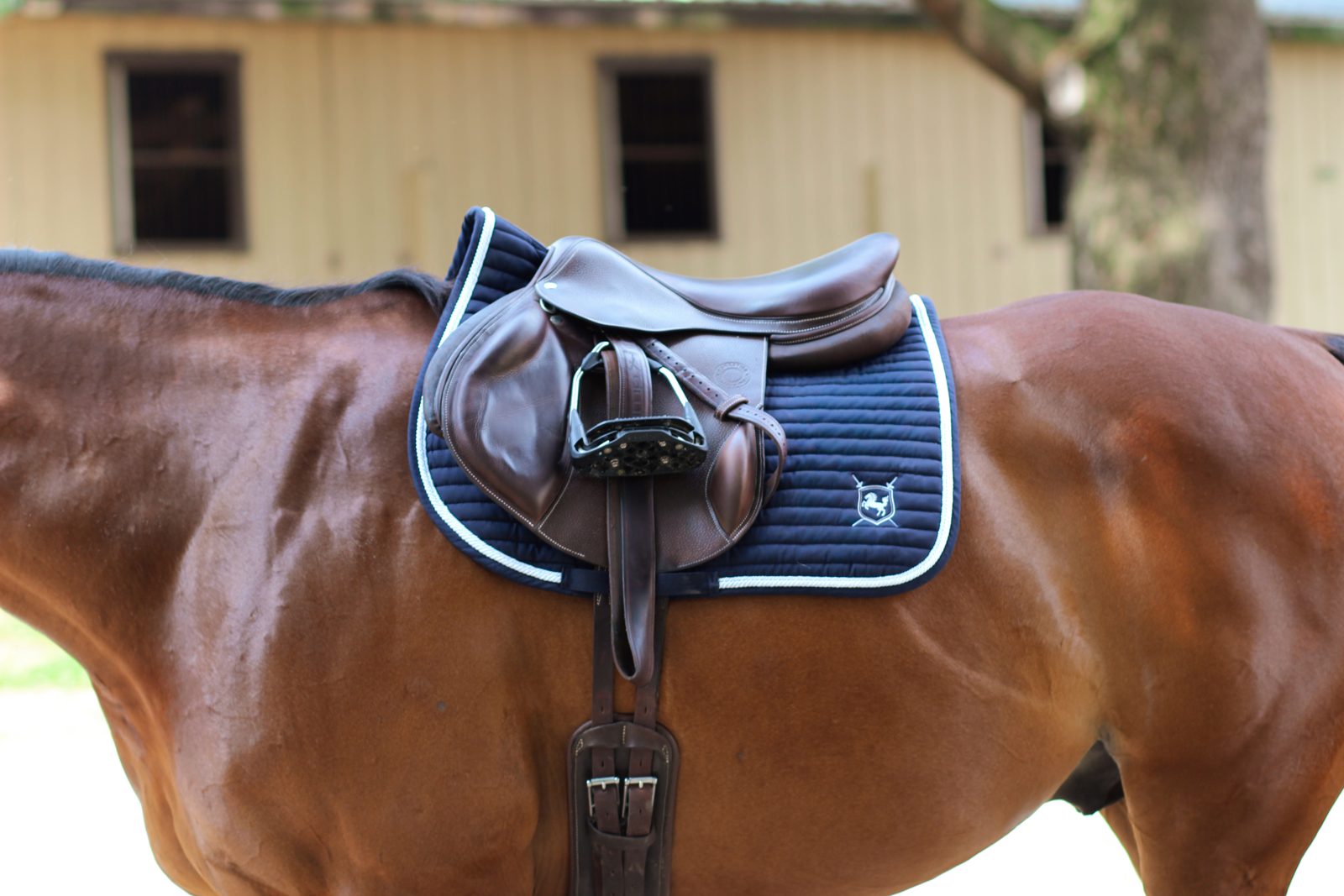 Brave Horse equine apparel gallery image